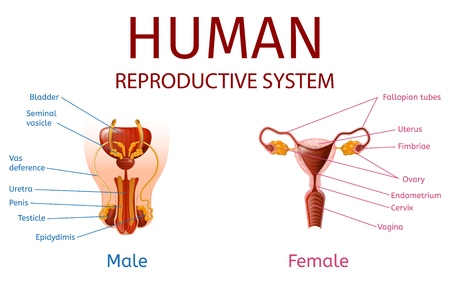 Close Up View of Male and Female Genitals with All Labeled Components on White Background. Human Reproductive System Anatomical Banner. Medical Aid, Educational Material, Vector Realistic Illustrationのイラスト素材