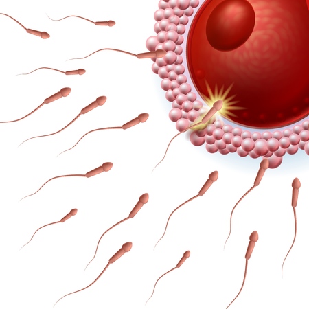 Group of Spermatozoons Flowing Toward Female Ovum Egg Isolated on White Background. Natural Fertilization Process Microscopic View. Reproductive Medicine Scientific 3d Vector Realistic Illustration.のイラスト素材