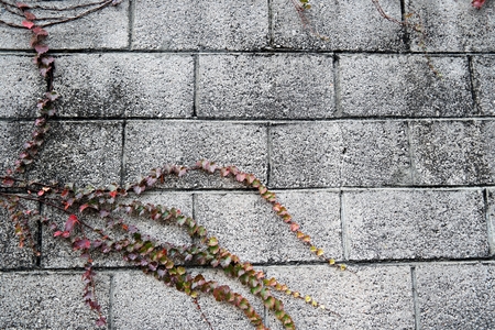 brick wall with vine - backgroundsの写真素材