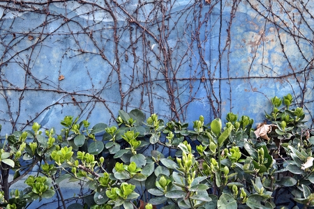 A wall entwined with vinesの写真素材