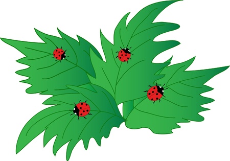 Green leaves design with ladybugのイラスト素材