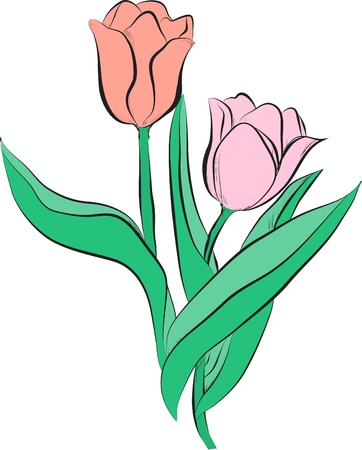Tulipsのイラスト素材