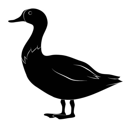 duck on white backgroundのイラスト素材