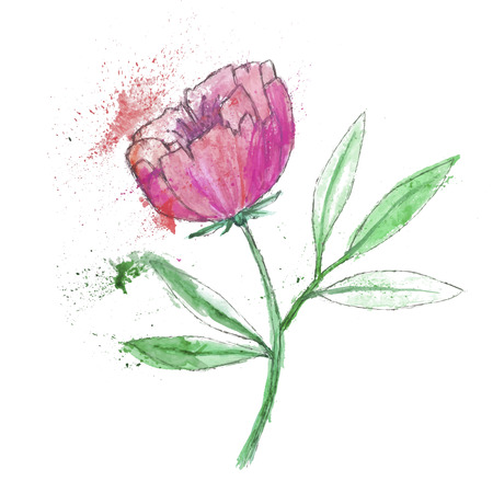 Watercolor peony on white backgroundのイラスト素材