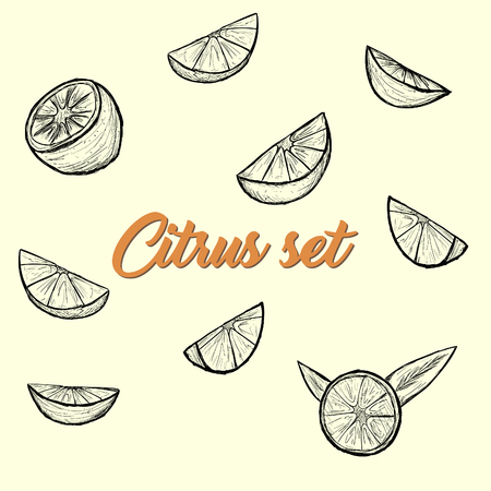 Citrus set. Sketch by handのイラスト素材
