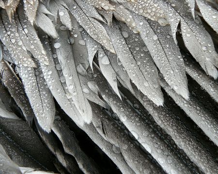 Grey Pelican Feathers with Beaded Water Dropletsの写真素材