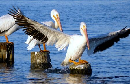 White Pelican Landing on Pilingの写真素材