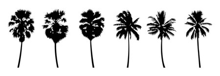 Set of silhouette design of palm trees with black color on isolation style for graphic designer,vector illustrationのイラスト素材