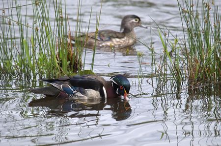 male and female wooducks at wildlife sanctuaryの写真素材