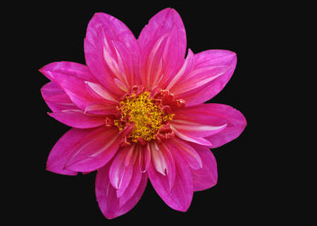 Dahlia isolated against black backgroundの写真素材