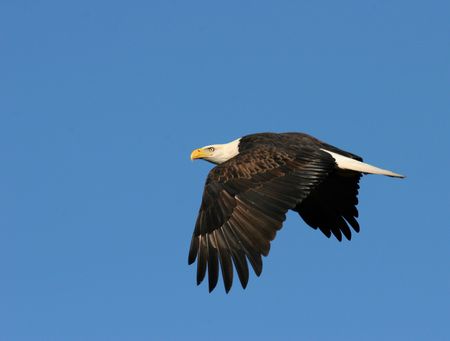 American bald eagle in flightの写真素材