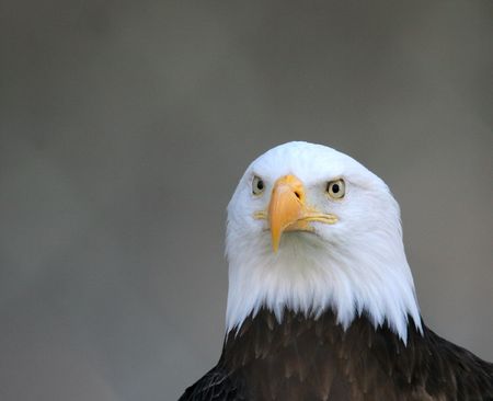Eagle portraitの写真素材