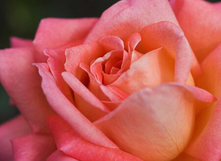 Roseの写真素材