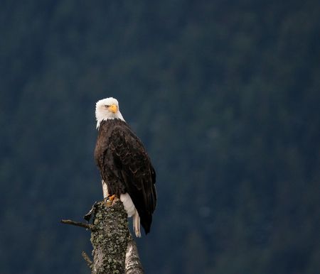Eagle on stumpの写真素材