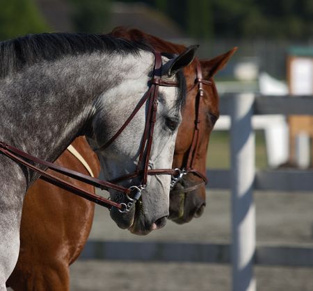 Two beautiful horses at local showjumping competitionの写真素材
