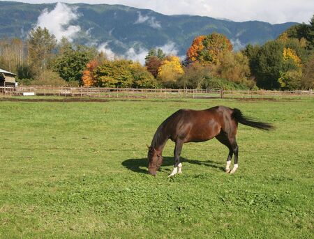 Horse grazing in pasture of local ranchの写真素材