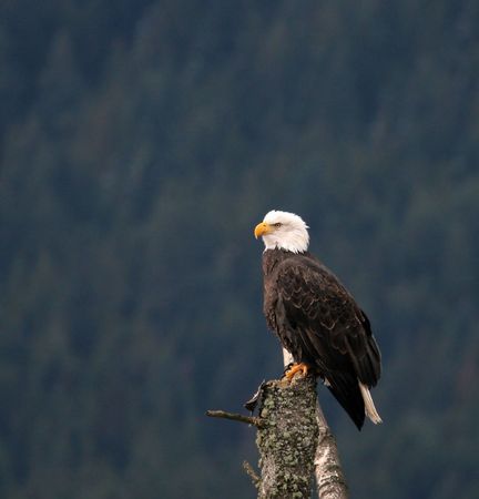 Eagle on dead treeの写真素材