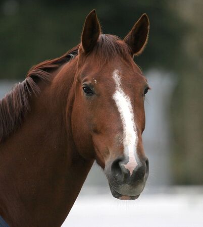 Horse portraitの写真素材