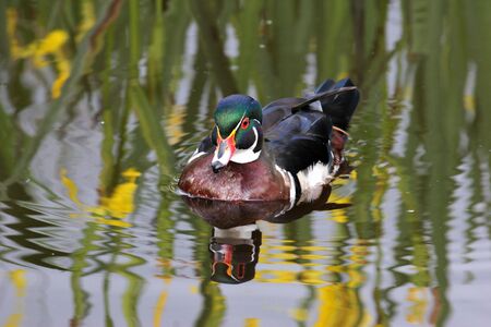 Wood duck reflections at Burnaby lake sanctuaryの写真素材
