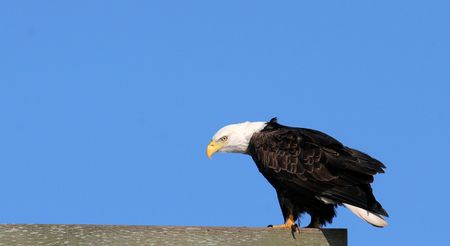 Eagle on fenceの写真素材