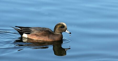 Widgeon at Burnaby lake sanctuaryの写真素材