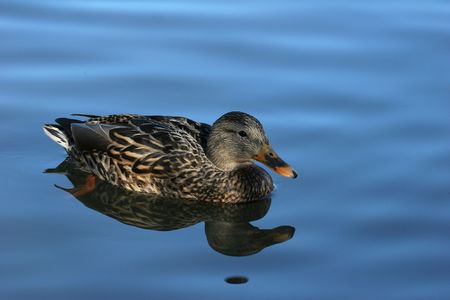 Mallard reflectionsの写真素材