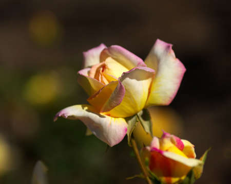 rose bloom and bud in my gardenの写真素材