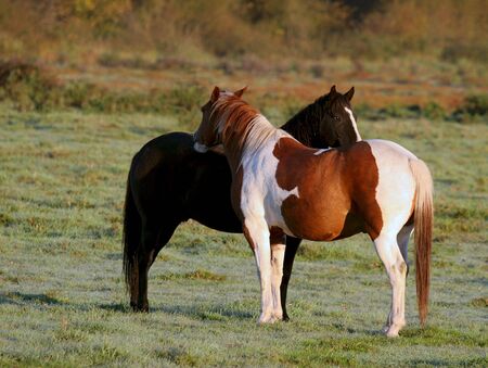 two horses in local pastureの写真素材