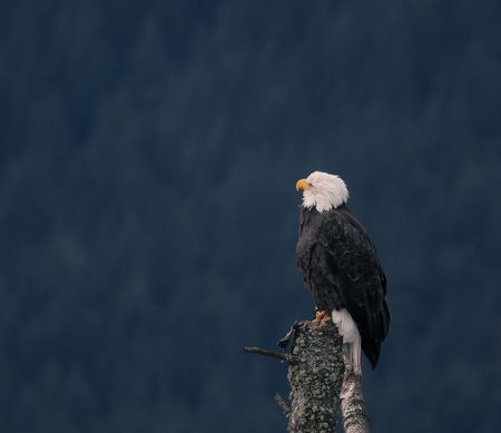 Eagle on a Stumpの写真素材