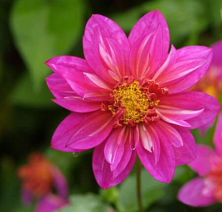Dahlia blossom   の写真素材