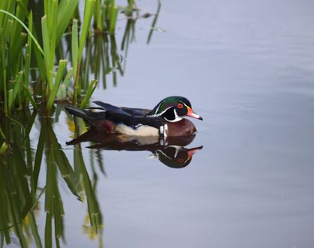 Wood duck reflectionsの写真素材