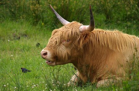 Scottish highland cattle      の写真素材