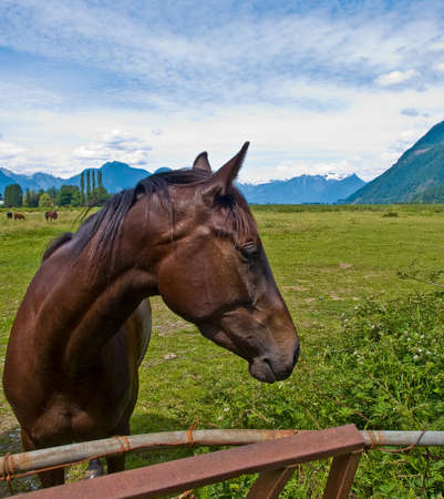 Stallion at local ranchの写真素材
