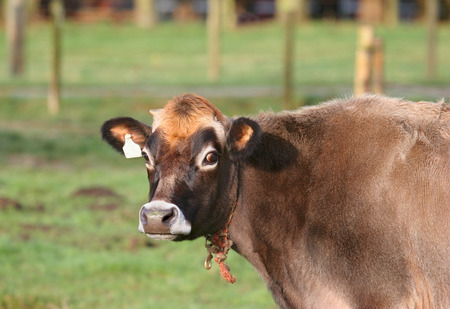 dairy cow on local farmの写真素材