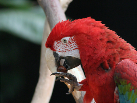 Red Macaw eatingの写真素材