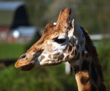 Giraffe Profile      の写真素材