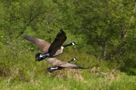 Canada geese in flightの写真素材