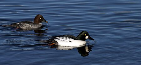 male and female golden eye ducksの写真素材