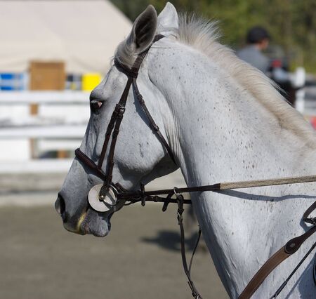 white stallion at local competitionの写真素材
