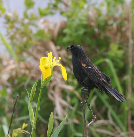 Red winged black birdの写真素材