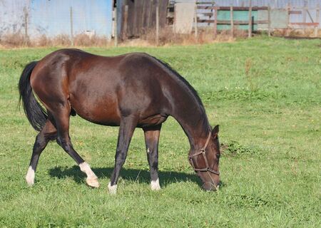 Horse grazing in pasture of local ranchの写真素材