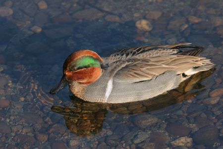 widgeon reflectionsの写真素材