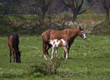 new born colt going to mother to feedの写真素材