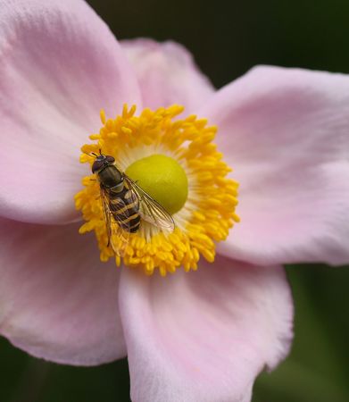 spring pollination の写真素材