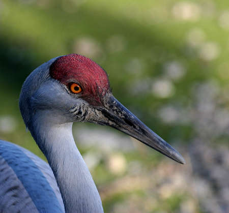 Sandhill crane head shotの写真素材