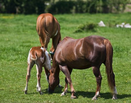 mare and foal grazing の写真素材
