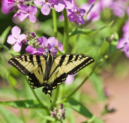 butterfly pollenizationの写真素材