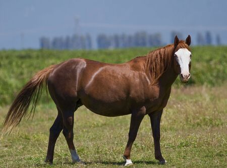 white faced horse posingの写真素材