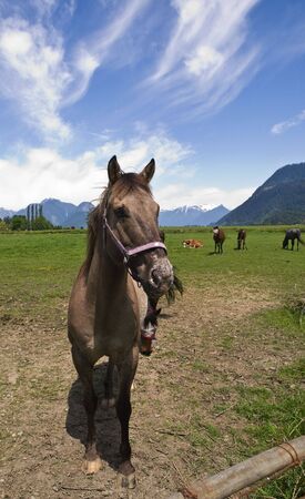horse in pasture with interesting clouds in skyの写真素材