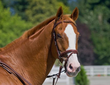 Stallion head shotの写真素材